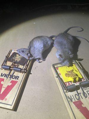 rat trapping is the beat way to get rid of the rats inside and under the house