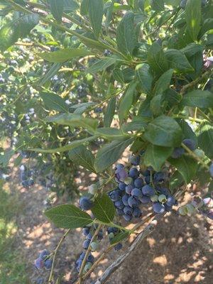 Blueberry bush