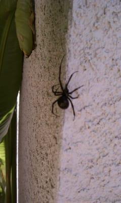 Black Widow spider