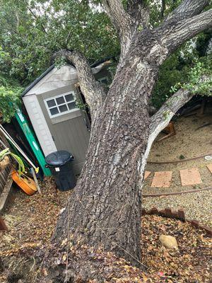 Our fallen oak tree