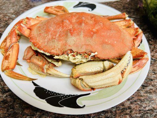 Live Dungeness crab