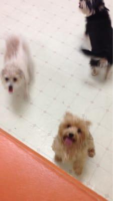 My 3 kiddos waiting to get groom!!