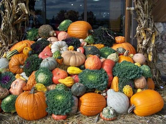 Pumpkins at DePiero's Country Farm