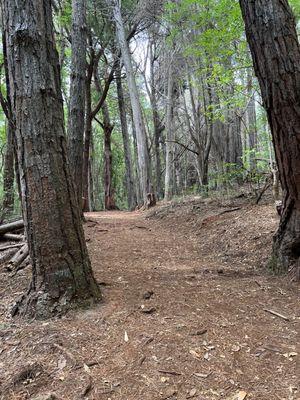 Waihou Spring Trail