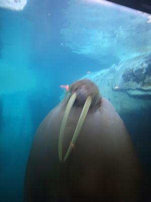 Walrus