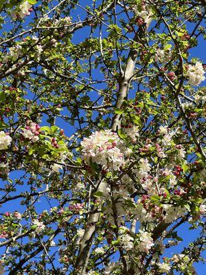 Apple Tree