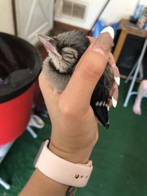 Injured blue jay