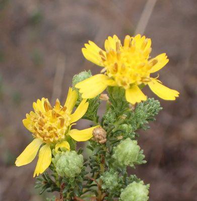 Santa Susana Pass State Historic Park