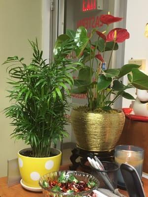 Some of the green life in the clinic.