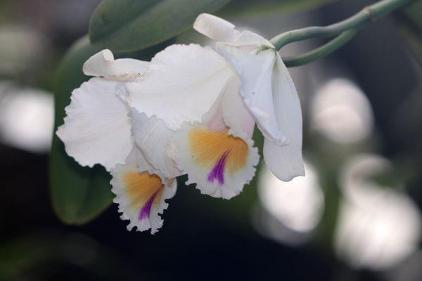 orchids in the greenhouse