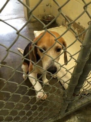 Hound dog Brady is looking for s furever-8/2016