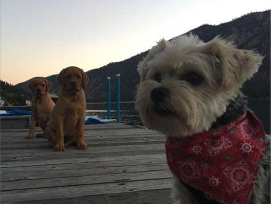 Puppy (right) who was patiently waiting to be reunited with locked out owner. Bjorn was super patient with his agitation upon entrance.