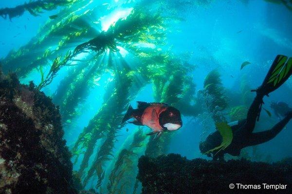 It is lovely to see a big sheephead leisurely swimming through the kelp forest