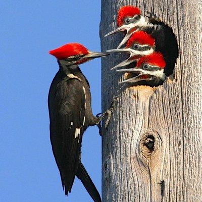 pileated woodpeckers