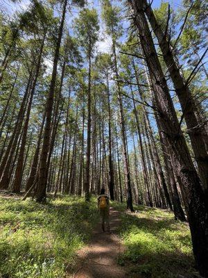 Redwoods in Butano State Park