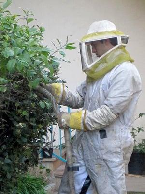 Live Removal of a bee swarm in a bush.