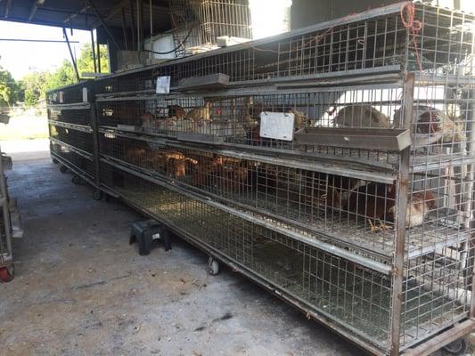 Chickens locked up overnight to prevent them from running out the gates.