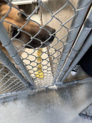 Shepherd with bile, Ivan the kennel attendant/assistant tech thought it was pee.