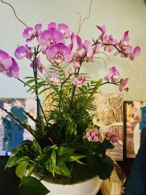 This is the Orchid Extravaganza with plants handpicked by ShariAnn