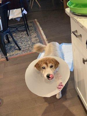 Daphne and her cone waiting for her dinner