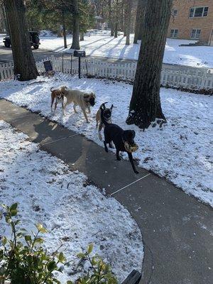 Doggie Day Camp at Blissful Wags