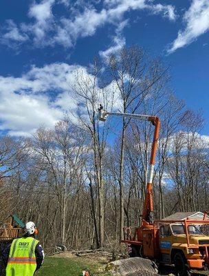 Chad's Tree Service