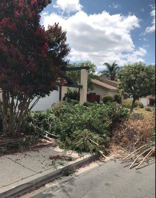 Lots of dead branches - all clean up!