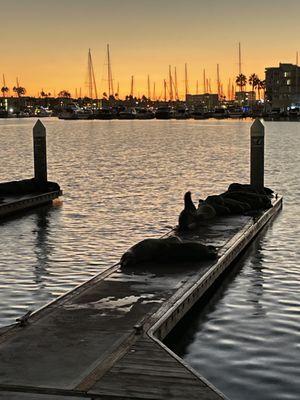 Marina Del Rey Sea Lions at Burton Chase Park with sunset