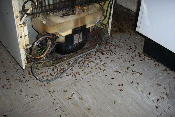 All units are infested with Roaches.  This is what they moved me into.