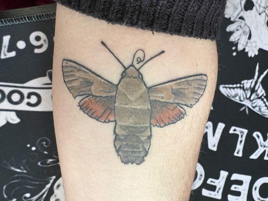 Hurricane hawk moth tattoo