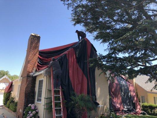 Drywood Termite Tenting. When you see wing termites in the home, the best method of extermination if fumigation.