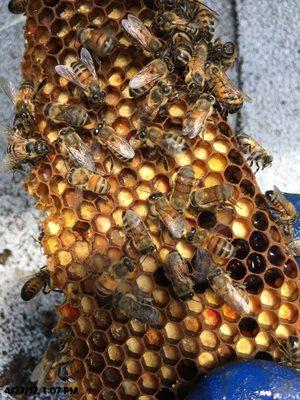 Bee bread -  used for feeding the young larvae.