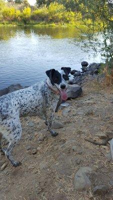 Marley cooling off by the river at Knight's Ferry. 8/2016