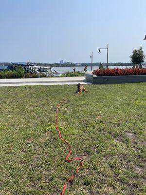 Jamieson, 7 month old Belgian Malinois practicing his down/stay at the Old Town waterfront