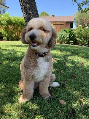 Perfect puppy cut for my golden doodle