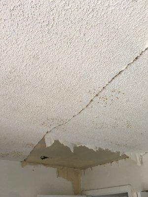 MOLD REMEDIATION