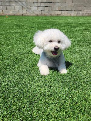 After - our pup is so happy with the turf!