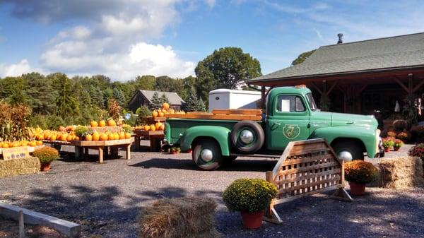 Pumpkin patch in fall.