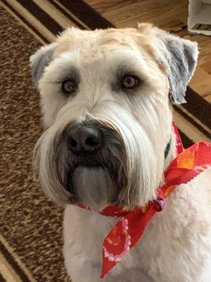 A great haircut for my wheaten