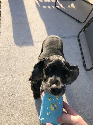 My fur brother and his treat... they have both sweet potato and peanut butter based.