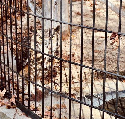 Owl having breakfast.