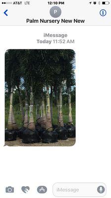 Fox tail palms