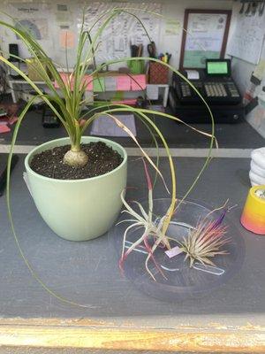 Ponytail palm & air plants