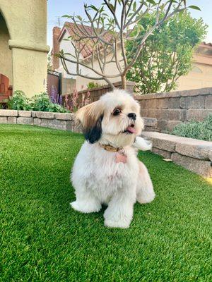 Our happy pup in-between grooming