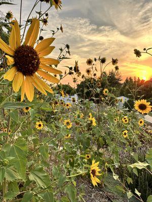 Sunflowers and sunset!