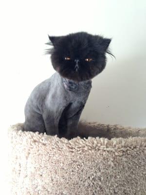 Shaved persian.