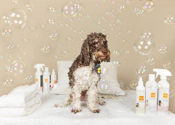 Let us pamper your pet with a full haircut at the Wag Spa. Our premium selection of Wag Hotels Spa Products is ideal for sensitive skin.