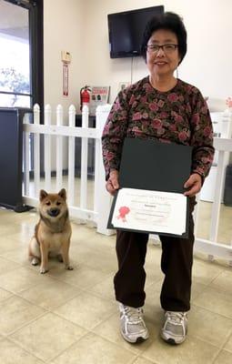 Shiba Inu - Nanami graduated from her puppy training bootcamp.