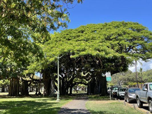 We were hoofing it from Kaka'ako through Ala Moana to Waikīkī.  Total 8+ miles r/t