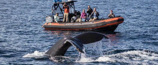 Humpback Whale Spotted On Whale Watch Off Newport Beach